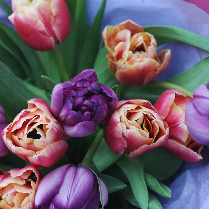 Mother's Day Tulip Bunch