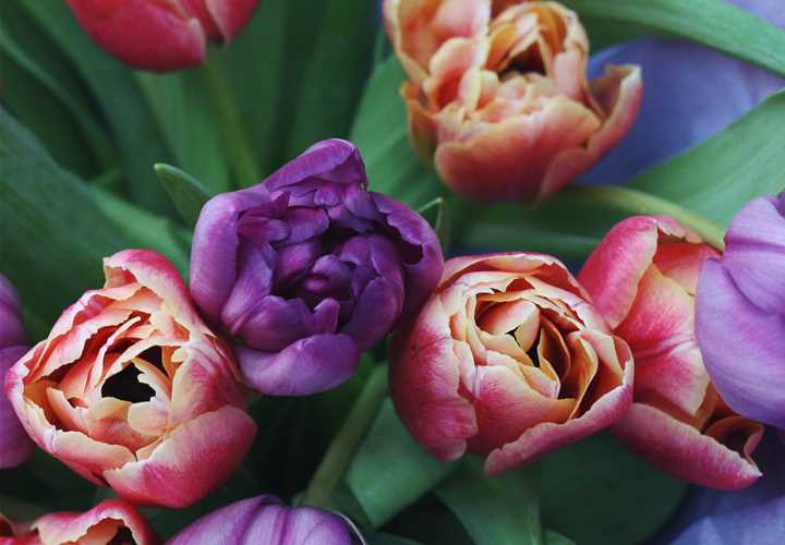 Mother's Day Tulip Bunch